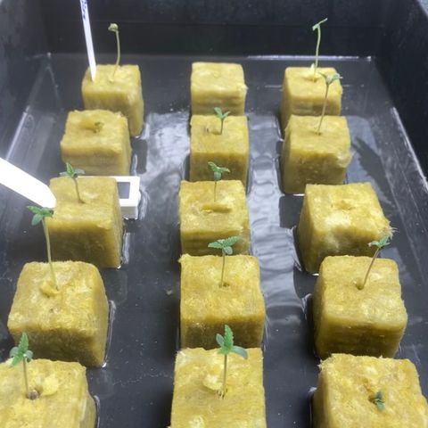 Malawi growlog timeline photo