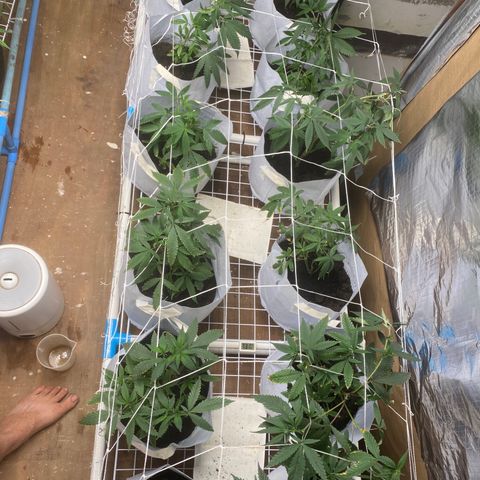 Critical (8/9) growlog timeline photo
