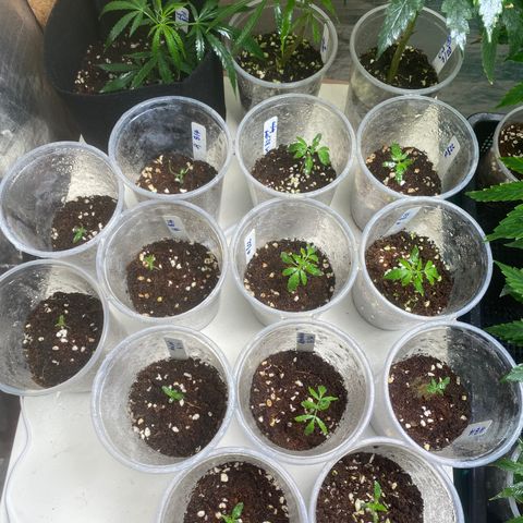 Malawi growlog timeline photo