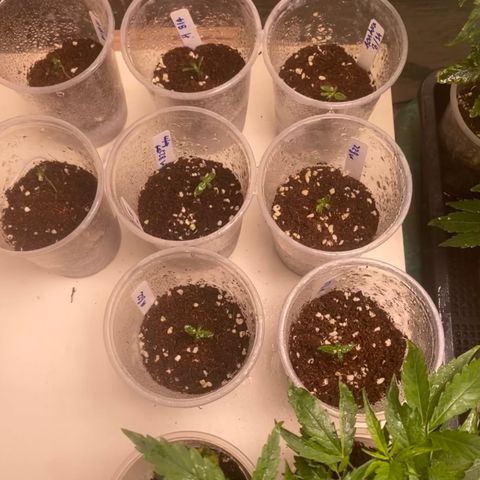 Malawi growlog timeline photo