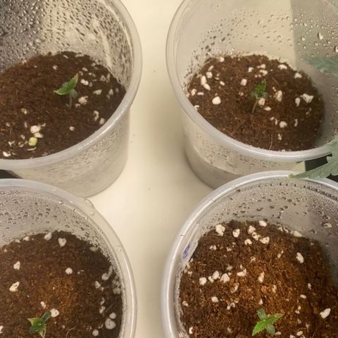 Malawi growlog timeline photo