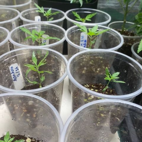 Malawi growlog timeline photo