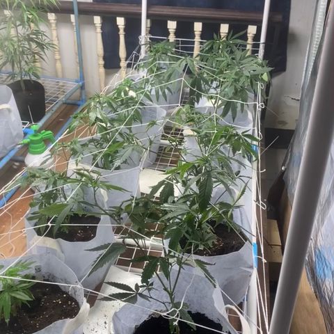 Critical (8/9) growlog timeline photo
