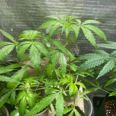 Malawi growlog timeline photo