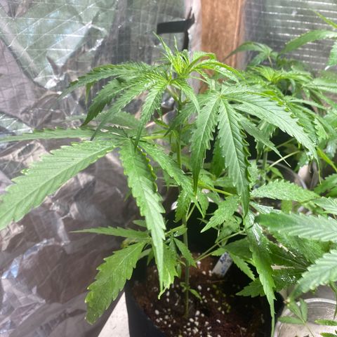 Malawi growlog timeline photo