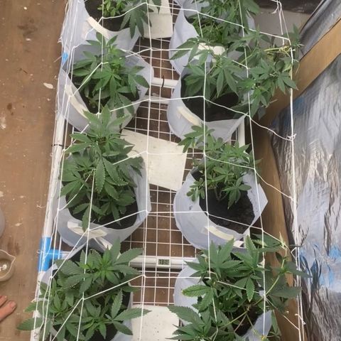 Critical (8/9) growlog timeline photo
