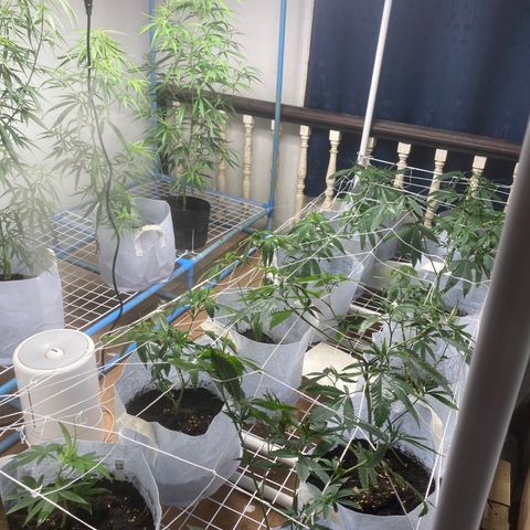 Critical (8/9) growlog photo: Lots of fresh growth after defoliation yesterday, two are now over their 4 squares. Start aminos via foliar tomorrow.