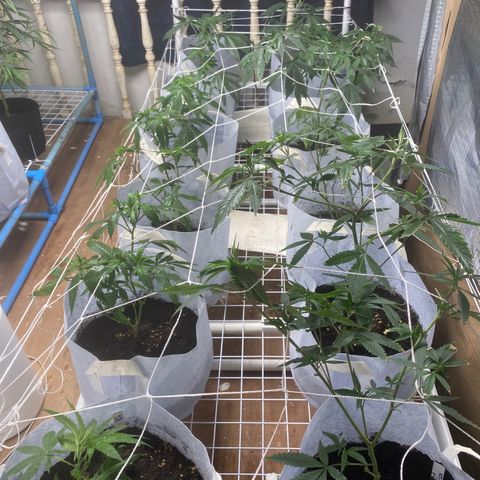 Critical (8/9) growlog photo: Lots of fresh growth after defoliation yesterday, two are now over their 4 squares. Start aminos via foliar tomorrow.