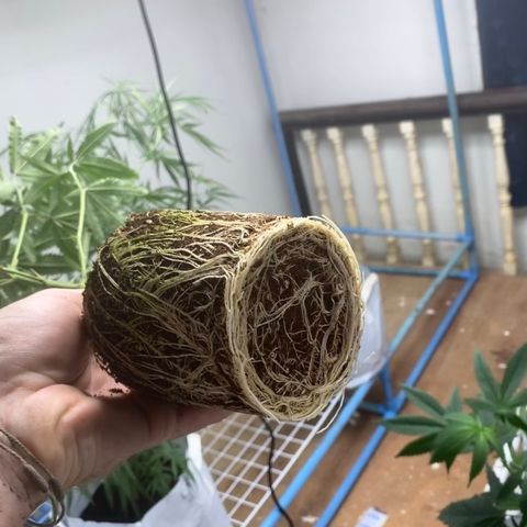 Critical (8/9) growlog photo: Moving into 10gal pots in the flowering room