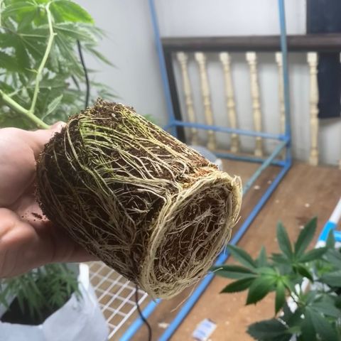 Critical (8/9) growlog photo: Moving into 10gal pots in the flowering room