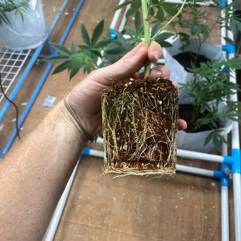Critical (8/9) growlog photo: Moving into 10gal pots in the flowering room