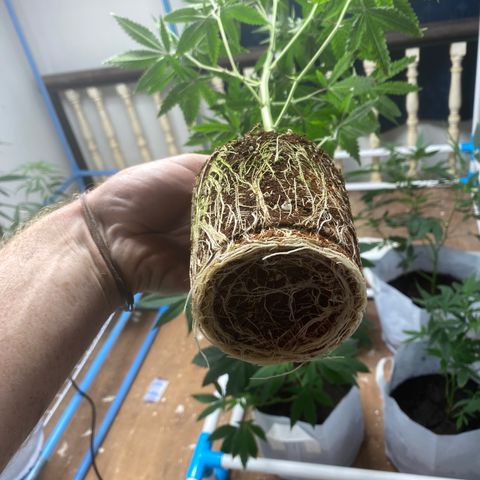 Critical (8/9) growlog photo: Moving into 10gal pots in the flowering room
