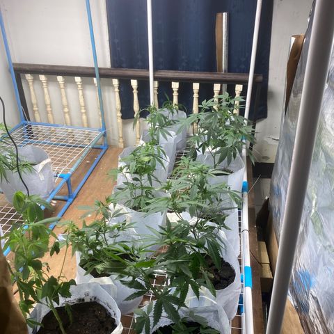 Critical (8/9) growlog timeline photo