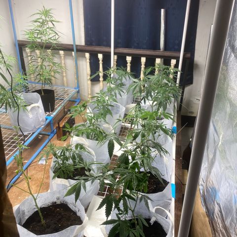 Critical (8/9) growlog timeline photo