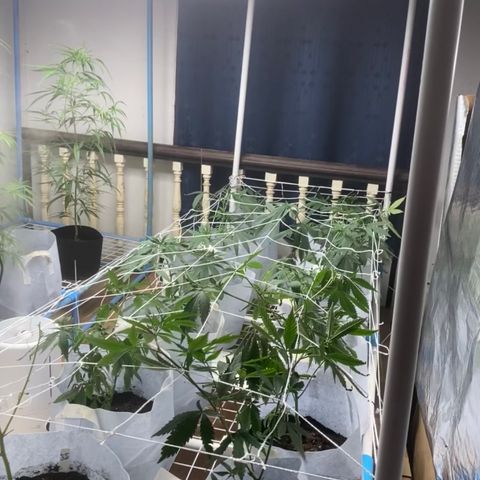 Critical (8/9) growlog timeline photo