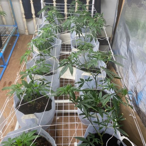 Critical (8/9) growlog photo: Added 2 more to the blue bench 