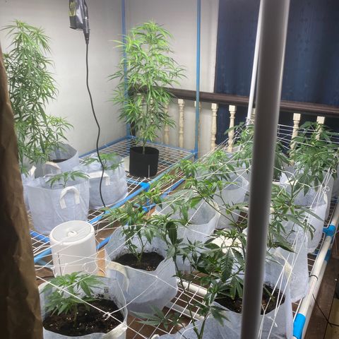 Critical (8/9) growlog photo: Added 2 more to the blue bench 