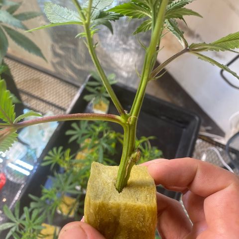 Critical (9/8) growlog photo: Transplanted