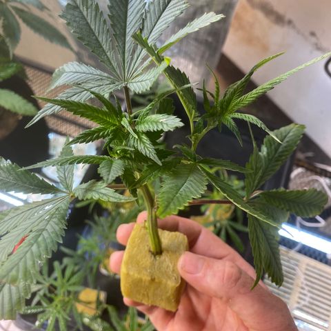 Critical (9/8) growlog timeline photo