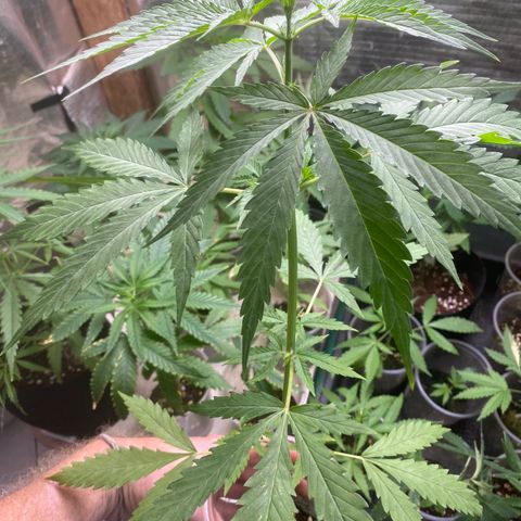 Malawi growlog photo: Doing great since defoliation, this pheno is the winner, showing no heat stress at all and largest of the group 