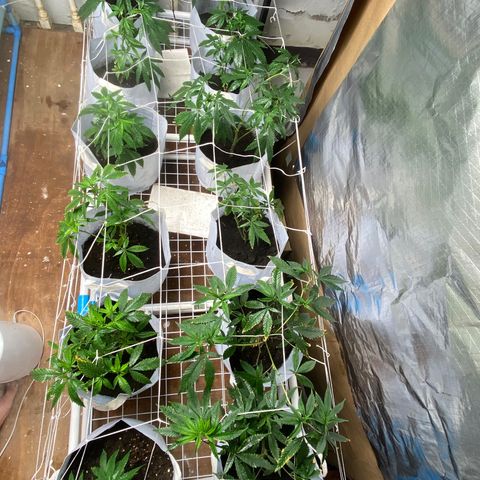 Critical (8/9) growlog photo: Canopy filling out, lots of new growth on limbs. Stretching out about 1/4” a day now 