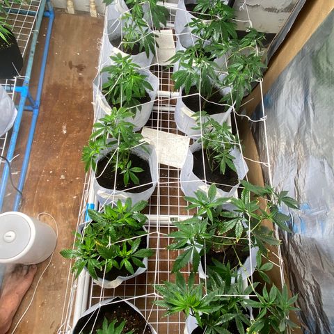 Critical (8/9) growlog photo: Canopy filling out, lots of new growth on limbs. Stretching out about 1/4” a day now 