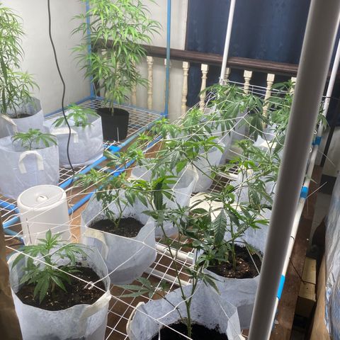 Critical (8/9) growlog photo: Started Foliar feeding aminos yesterday, super cropped everything. 