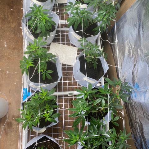 Critical (8/9) growlog timeline photo