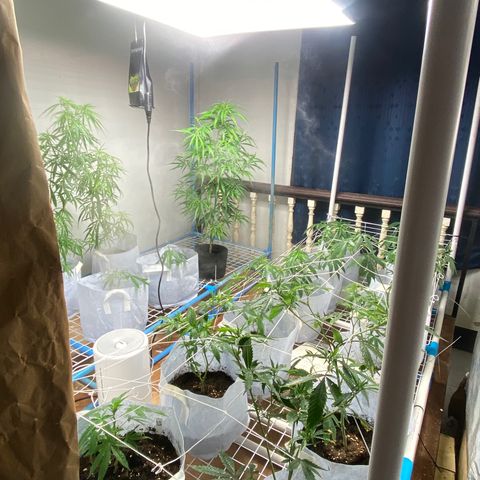 Critical (8/9) growlog timeline photo