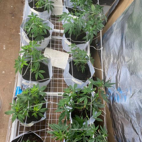 Critical (8/9) growlog photo: Added calmag because some new growth is showing a little mineral deficiency, probably is the soil mix / microbial activity as others are fine. Amino foliar feeds have got all the canopy thriving 