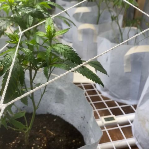 Critical (8/9) growlog photo: Filling out, stretching up to scrog and showing a lot of fresh growth, continuing with calmag and aminos 