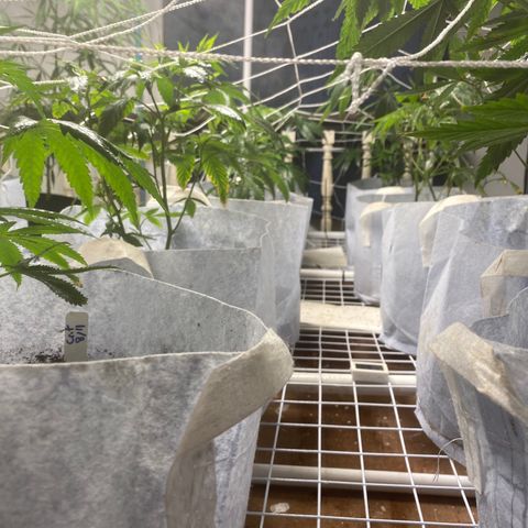 Critical (8/9) growlog photo: Filling out, stretching up to scrog and showing a lot of fresh growth, continuing with calmag and aminos 