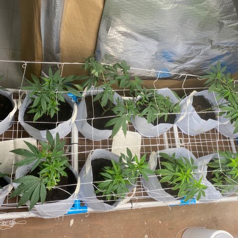 Critical (8/9) growlog photo: Filling out, stretching up to scrog and showing a lot of fresh growth, continuing with calmag and aminos 