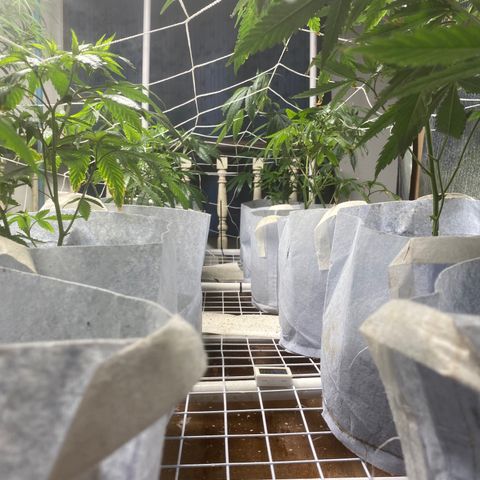 Critical (8/9) growlog photo: Filling out, stretching up to scrog and showing a lot of fresh growth, continuing with calmag and aminos 
