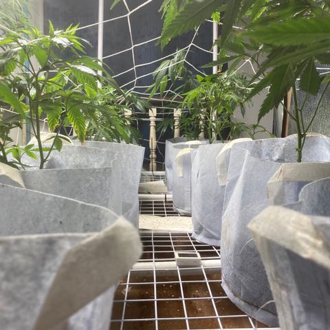 Critical (8/9) growlog timeline photo
