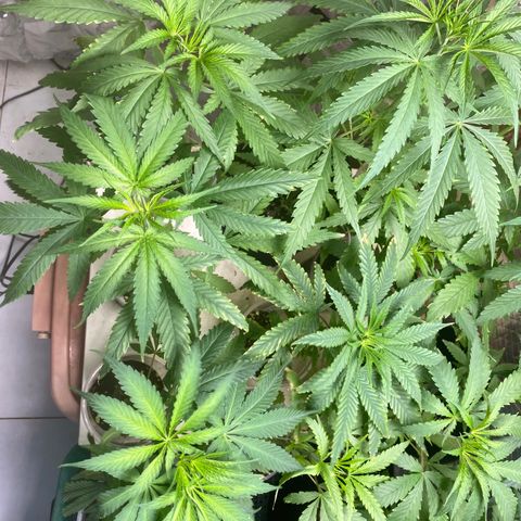 Malawi growlog timeline photo