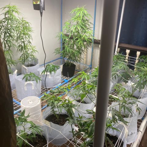 Critical (8/9) growlog photo: Loving life, VPD was bang on 1 kPa. She’s getting a good dry cycle, all pots were dry as shit, gave it all a drink and sprayed IPM. Only a couple flyers but I found scale on the front row. Obliterated it with IPM and white lime, checking like a hawk it don’t spread. Feels like she got into full swing now. Visible growth is everywhere. 