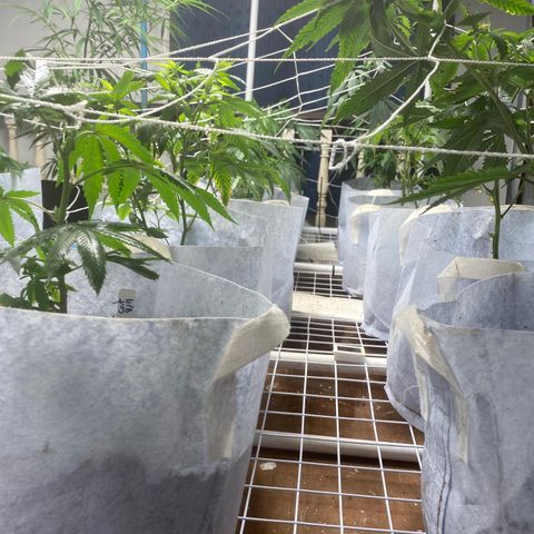 Critical (8/9) growlog photo: Loving life, VPD was bang on 1 kPa. She’s getting a good dry cycle, all pots were dry as shit, gave it all a drink and sprayed IPM. Only a couple flyers but I found scale on the front row. Obliterated it with IPM and white lime, checking like a hawk it don’t spread. Feels like she got into full swing now. Visible growth is everywhere. 