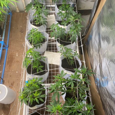 Critical (8/9) growlog photo: Loving life, VPD was bang on 1 kPa. She’s getting a good dry cycle, all pots were dry as shit, gave it all a drink and sprayed IPM. Only a couple flyers but I found scale on the front row. Obliterated it with IPM and white lime, checking like a hawk it don’t spread. Feels like she got into full swing now. Visible growth is everywhere. 