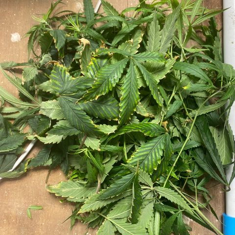 Critical (8/9) growlog photo: Defoliated, lollipopped everything under the scrog and super cropped all tops. There’s some mineral deficiencies in a couple but the majority are all good. Foliar fed aminos and b vits.