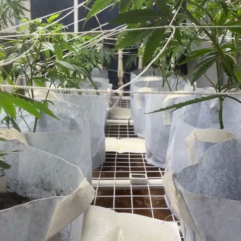 Critical (8/9) growlog photo: Defoliated, lollipopped everything under the scrog and super cropped all tops. There’s some mineral deficiencies in a couple but the majority are all good. Foliar fed aminos and b vits.