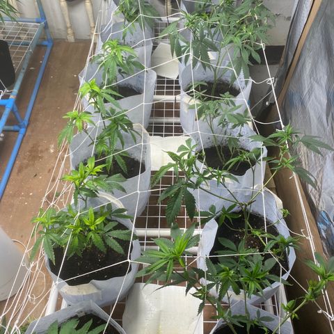 Critical (8/9) growlog photo: Defoliated, lollipopped everything under the scrog and super cropped all tops. There’s some mineral deficiencies in a couple but the majority are all good. Foliar fed aminos and b vits.