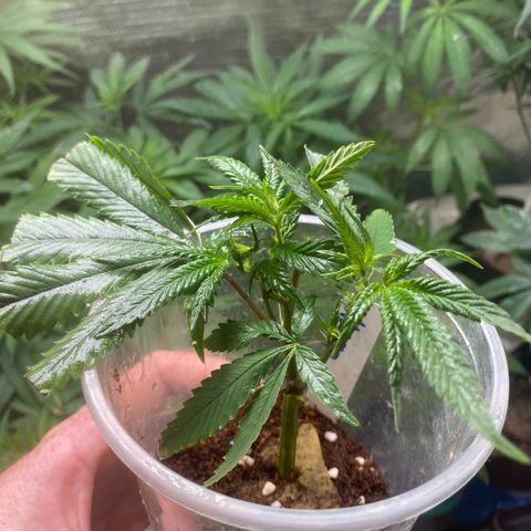 Critical (9/8) growlog photo: Hardened off and ready to go, gave full feeds, praying and thriving 