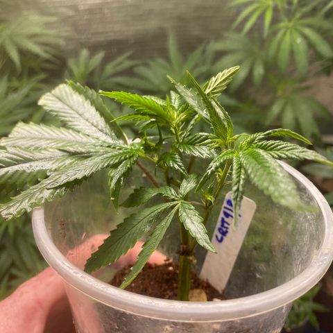 Critical (9/8) growlog photo: Hardened off and ready to go, gave full feeds, praying and thriving 