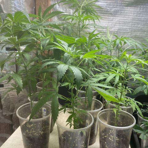 Malawi growlog photo: Grows like wild grass, ain’t no stopping Malawi. Love these genetics! Flowering these off and seeing how we do  