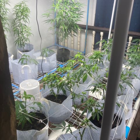 Critical (8/9) growlog photo: Lots of new growth since defoliation, a mineral def / p k over is showing on some of the new growth so I made a compost tea and will continue monitoring 
