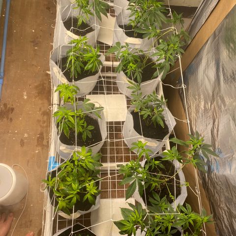Critical (8/9) growlog photo: Lots of new growth since defoliation, a mineral def / p k over is showing on some of the new growth so I made a compost tea and will continue monitoring 