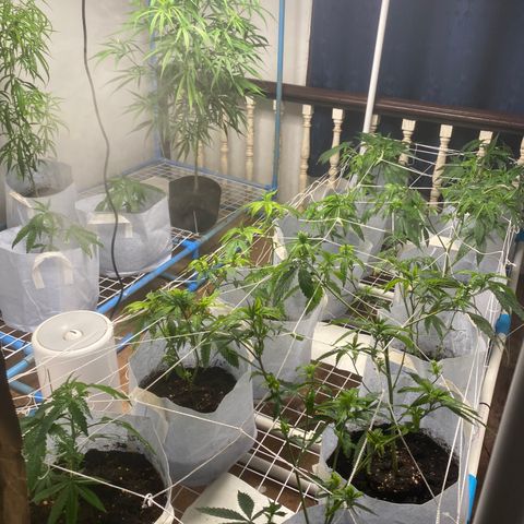 Critical (8/9) growlog photo: Brewed aerated compost tea over the last night and she already responded with plenty of growth that ain’t deficient at all, two plants is the worst but they look like shaking it off now, that full 90 degree pray critical does when she happy is on display throughout. So all is good now I feel. I will keep giving tea twice daily and continue this regiment. Most of the scrog is filling out. Come on girls let’s go 