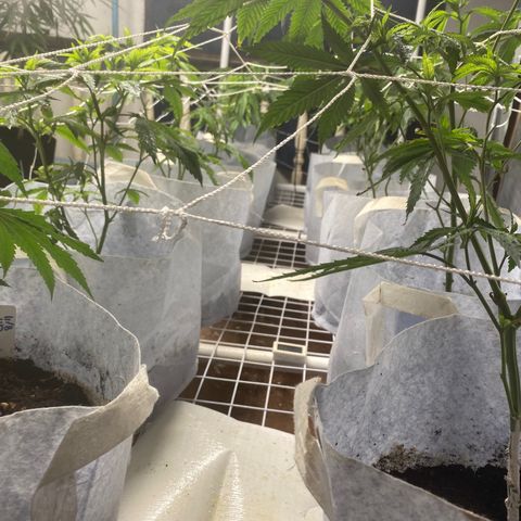 Critical (8/9) growlog photo: Brewed aerated compost tea over the last night and she already responded with plenty of growth that ain’t deficient at all, two plants is the worst but they look like shaking it off now, that full 90 degree pray critical does when she happy is on display throughout. So all is good now I feel. I will keep giving tea twice daily and continue this regiment. Most of the scrog is filling out. Come on girls let’s go 