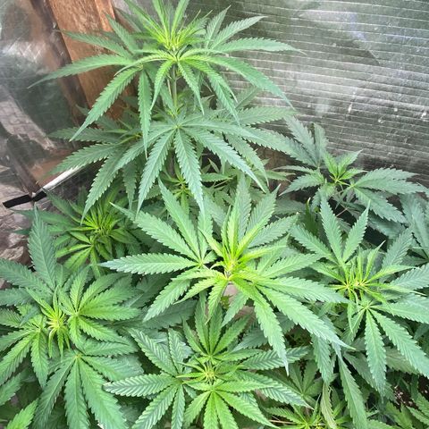 Malawi growlog timeline photo